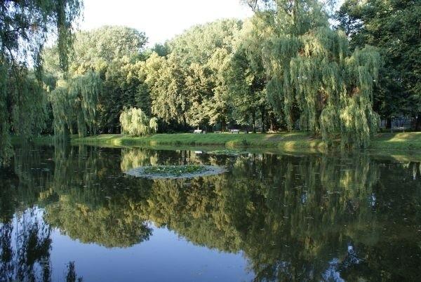 nad stawem w parku