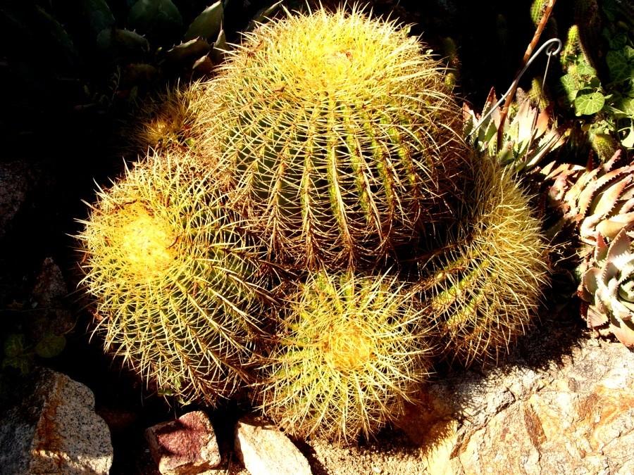 Ogród botaniczny w Blanes
