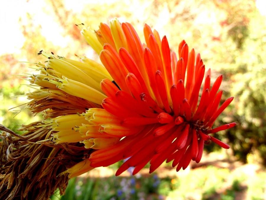Ogród botaniczny w Blanes