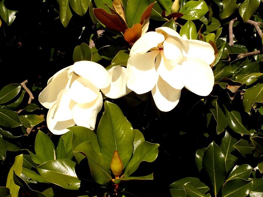 Ogród botaniczny w Blanes