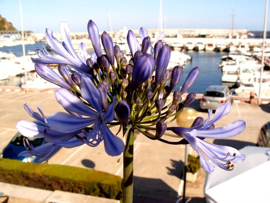 Blanes- port