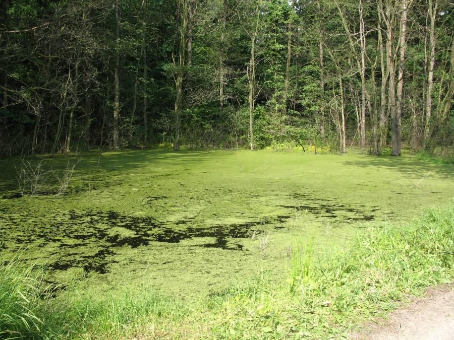 bagnienko w rezerwacie "Las Pęcherski"