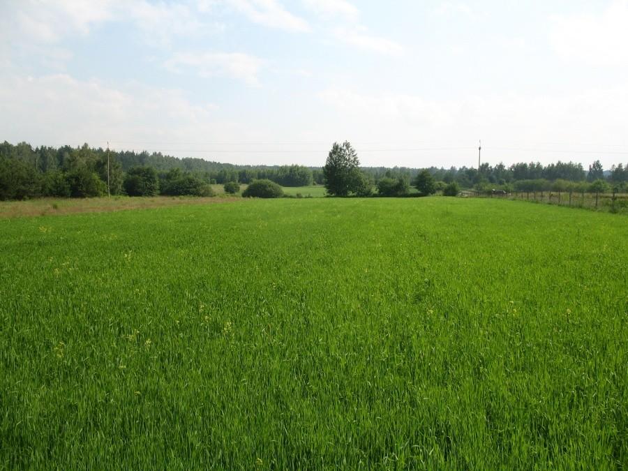 Grochowskie pola