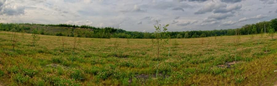 Pole koniczyn