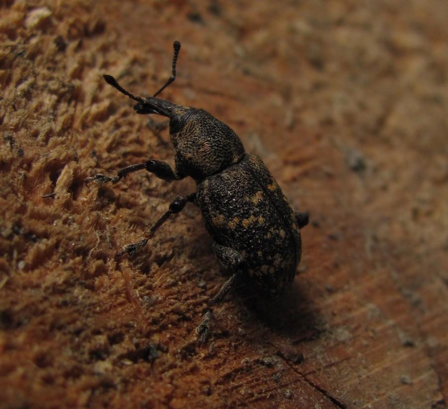 Hylobius sp.