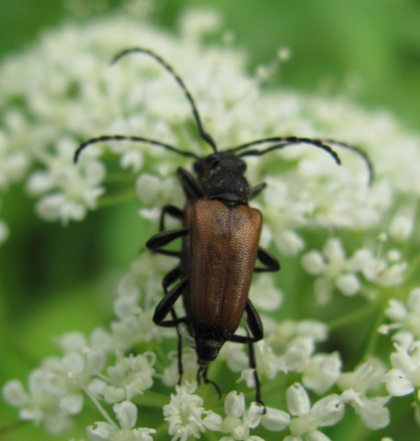 parka Pseudovadonia livida