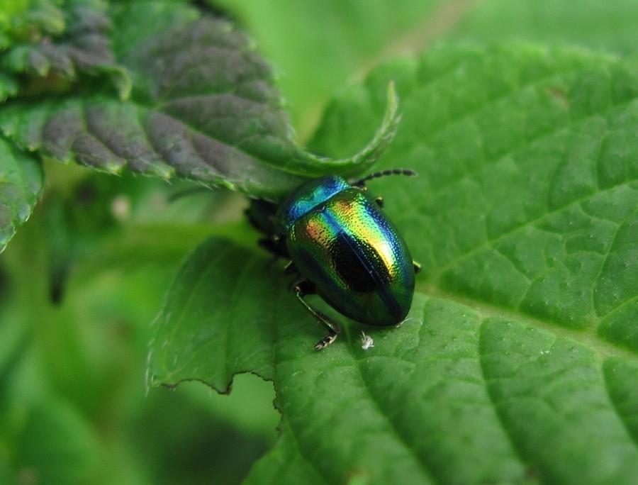 Dlochrysa fastuosa
