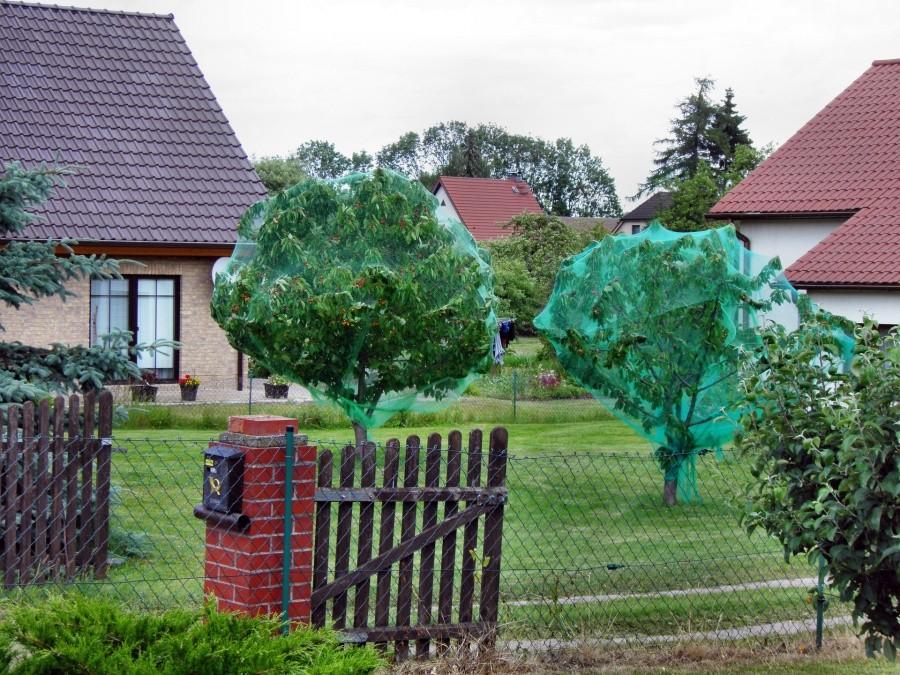 Ogródek w Pasewalku - ochrona czereśni przed szpakami.