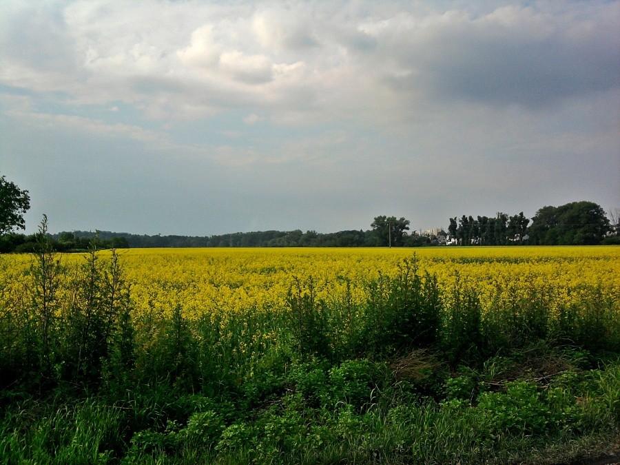 Pola rzepaku:)