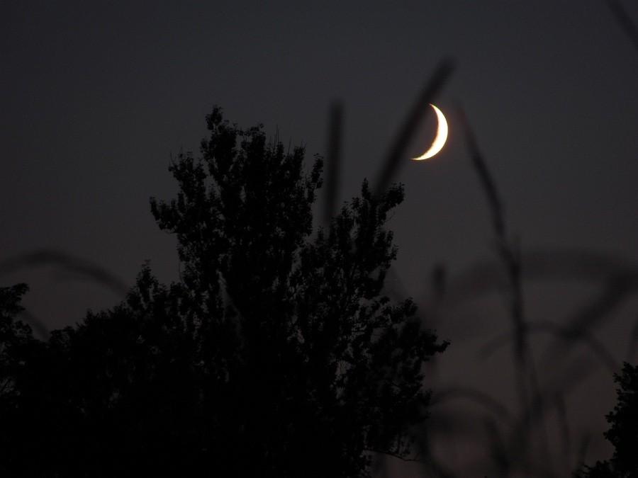 Moon over drzewa
