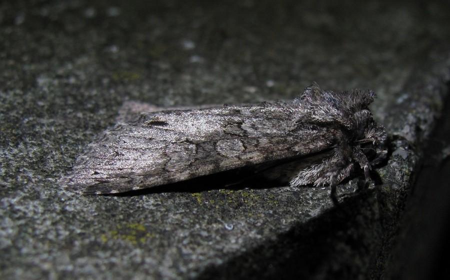 świetny kamuflaż tej sówki