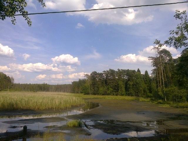 suszi