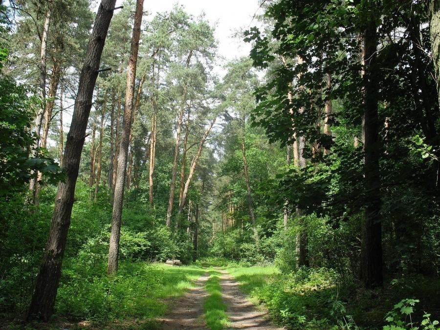 Lasy Sękocińskie