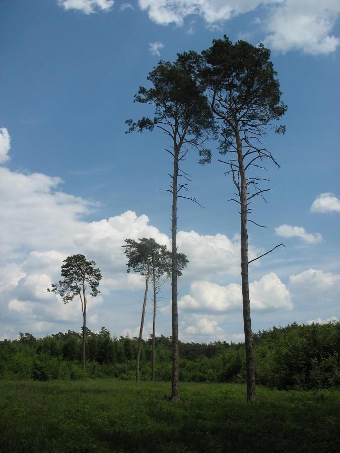 Lasy Sękocińskie - sosny przy czerwonym szlaku