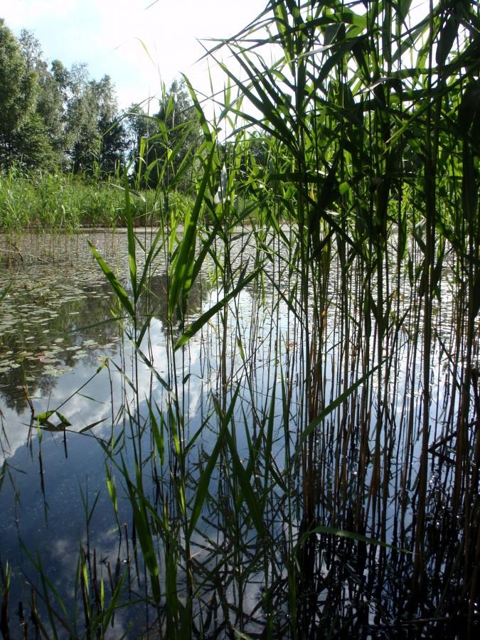 Szuwary nad rozlewiskiem