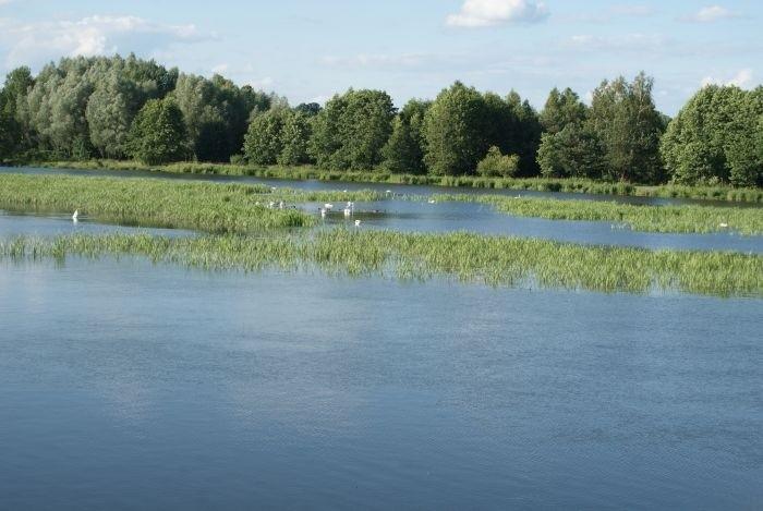 Pilica i łabędzie