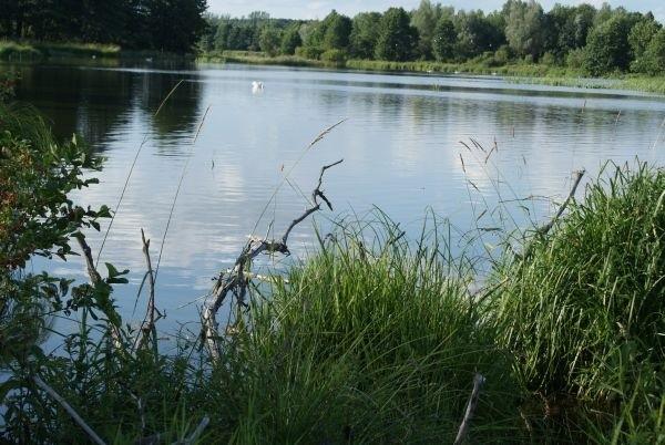 Łabędź