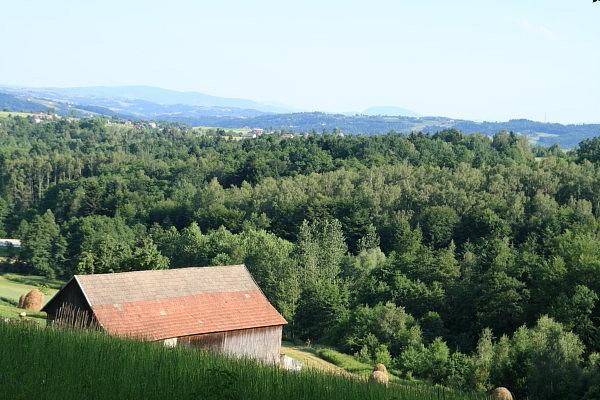 Chojnik
