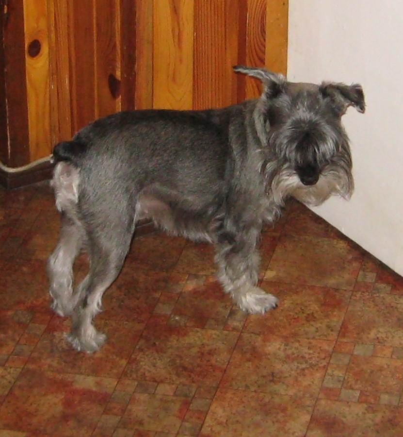 Sznaucerek