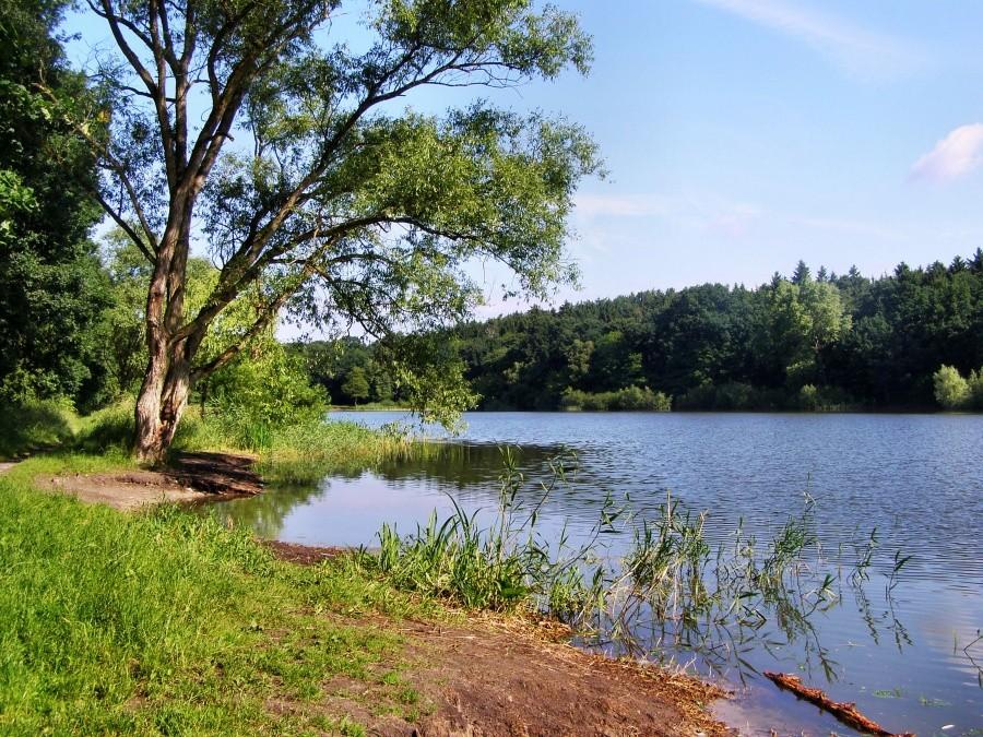 Śródleśne jezioro Goplana o poranku.
