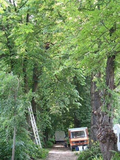 cięcie pielęgnacyjne (mam nadzieję kasztanowców z zabytkowej alei w Łosiu