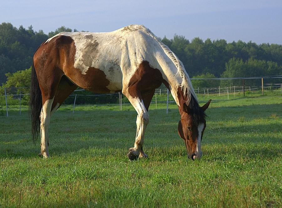 Konik, z drzewa koń na biegunach