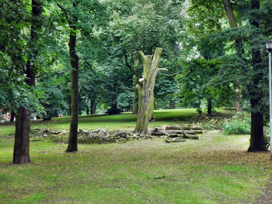 Niestety czasami wycinka drzew jest konieczna - park przy ulicy Zofii Nałkowskiej.
