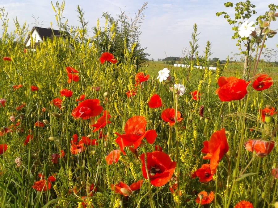 czerwone maki i białe rumianki, pięknie to wygląda, w końcu przyszło lato