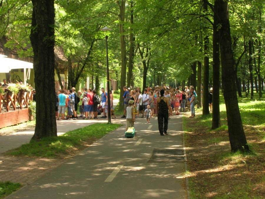 Za czym kolejka ta stoi...?