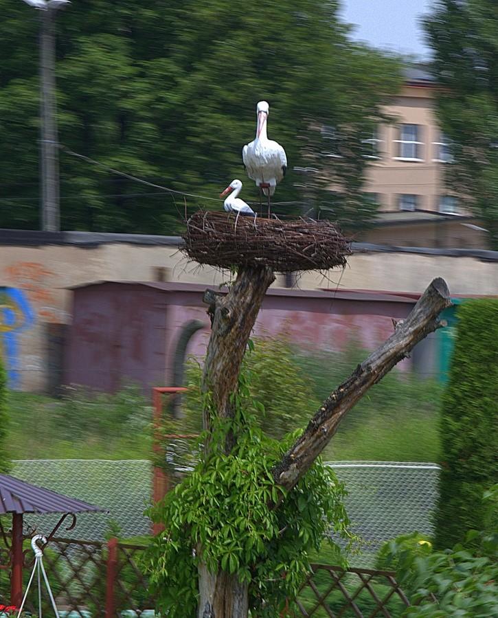 Uratowani jesteśmy! Bocian! Patrz! Bocian!