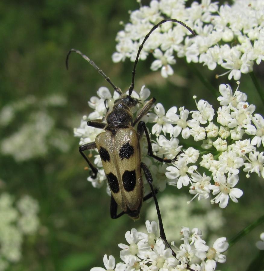 Pachyta quadrimaculata