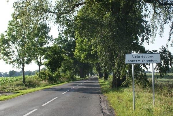 aleją do Koronowa - czas wracać
