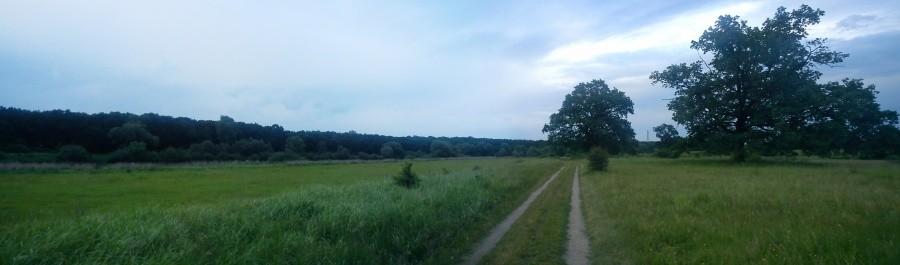 dęby nad Odrą