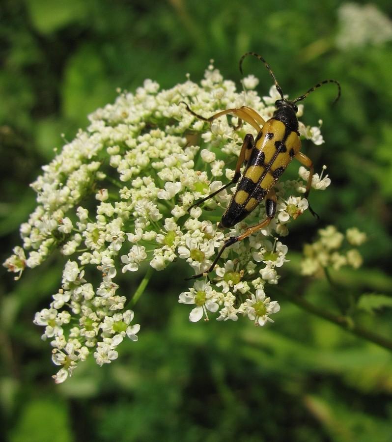 Rutpela maculata