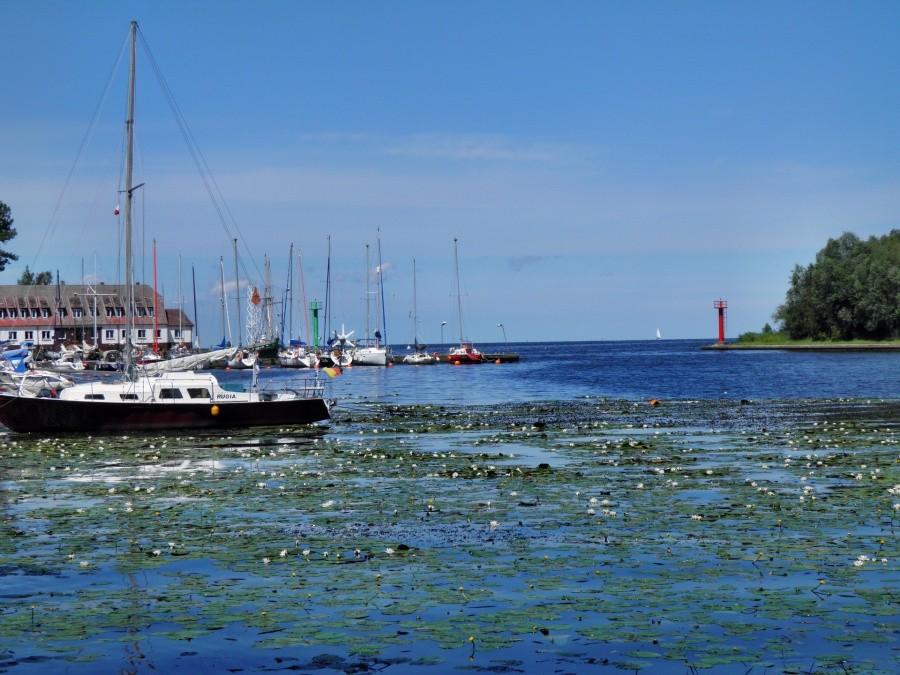 Port jachrowy w Trzebieży i kwitnące rośliny wodne.