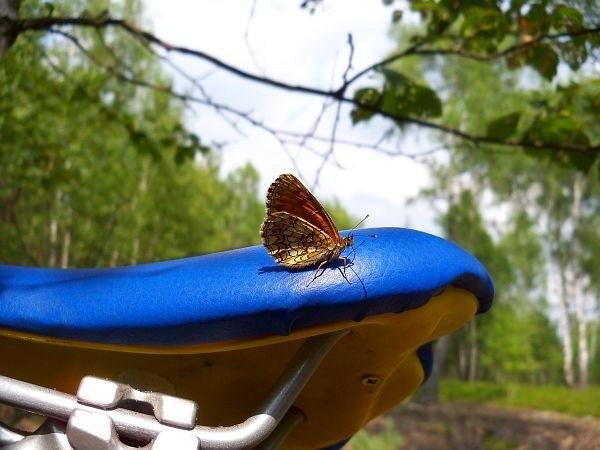 Nic tak nie przyciąga owadów jak moje nowe siodełko ;)