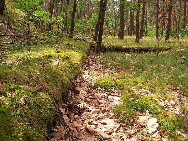 Stary fundament niedaleko cmentarza w Palmirach, pewnie pozostałość jednego z budynków przedwojennej składnicy amunicji
