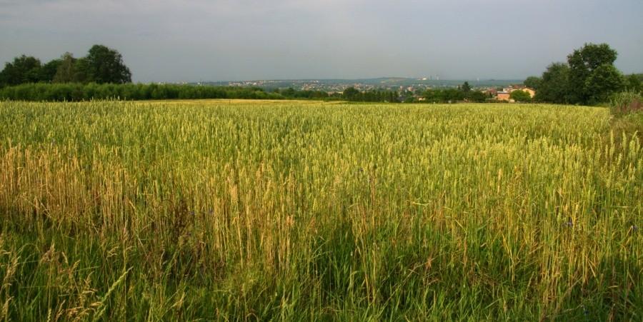 Widoki z jednej z górek na zarzeczu
