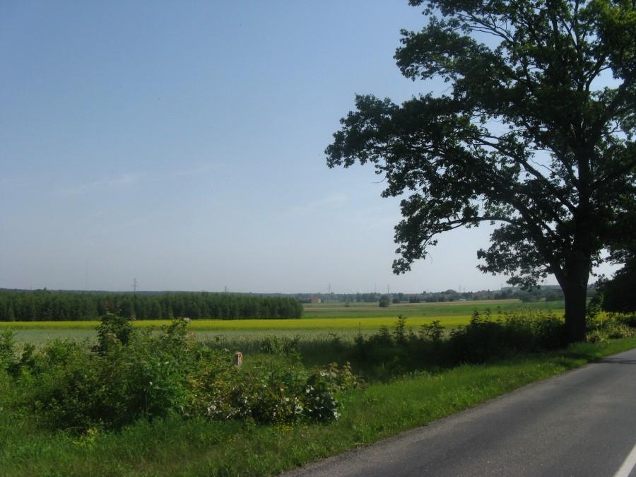 Widoczki
