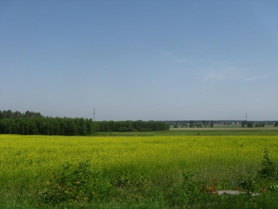 Widoczek