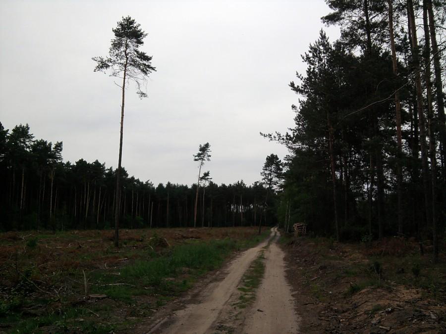 Leśny odcinek do Niw