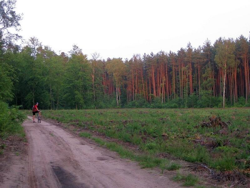 Leśna polana wieczorową porą