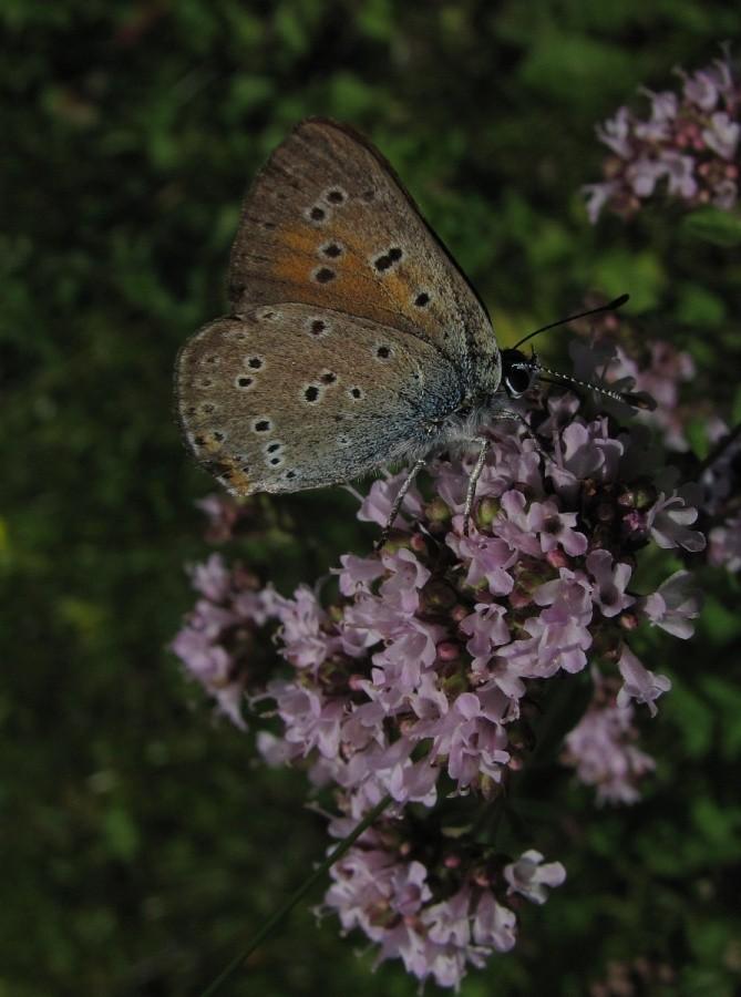 Lycaena dispar
