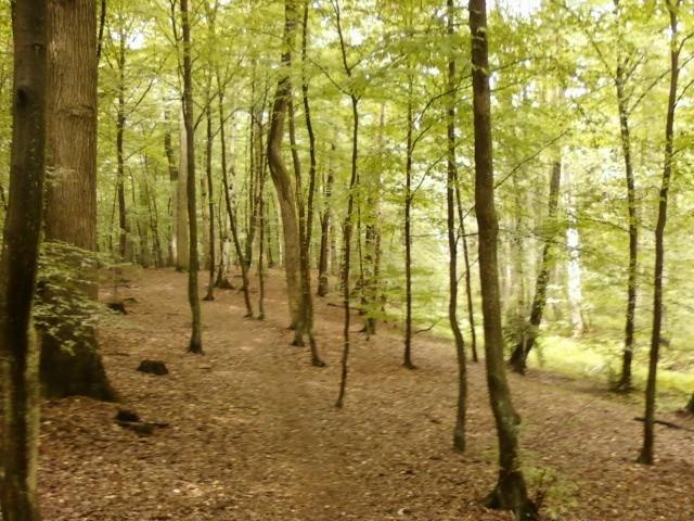 Ścieżka nad Łagiewniczanką