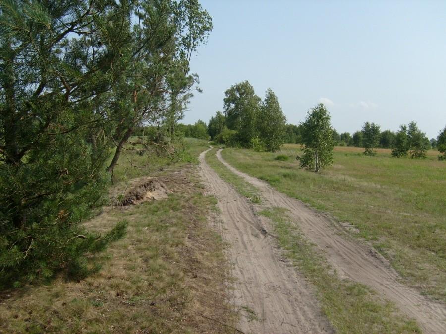 Leśna droga Jarantów Stawiszyn