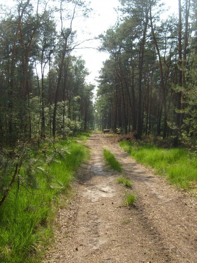 Leśna droga