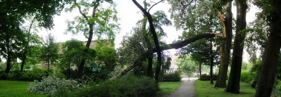 Drzewo w Parku Żernickim
