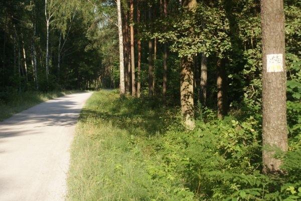 żółtym ze Smardzewic do Jelenia