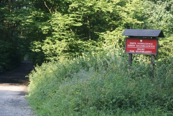 żółtym cd., tutaj juz w Spalskim Parku Krajobrazowym