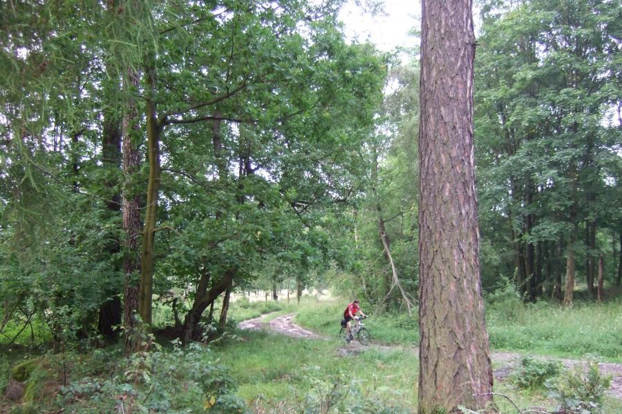 Za Nową Łomnicą przeprawa przez jeszcze lekko podmokły las już prawie ognisko.